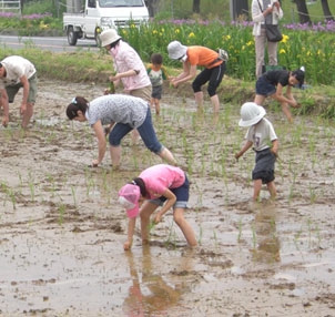 田植え